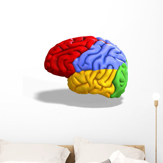 Schematic Human Brain Wall Decal