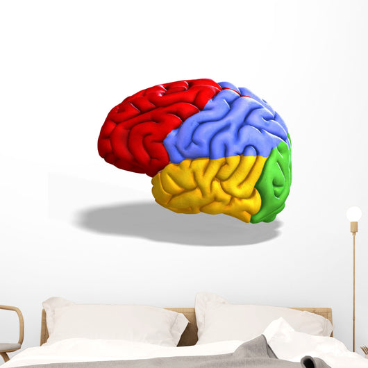 Schematic Human Brain Wall Decal