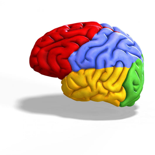Schematic Human Brain Wall Decal