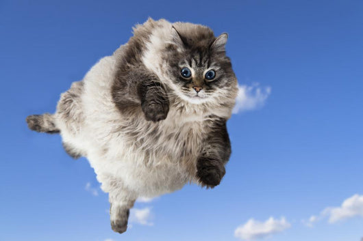 Funny Cat Levitate Blue Wall Decal