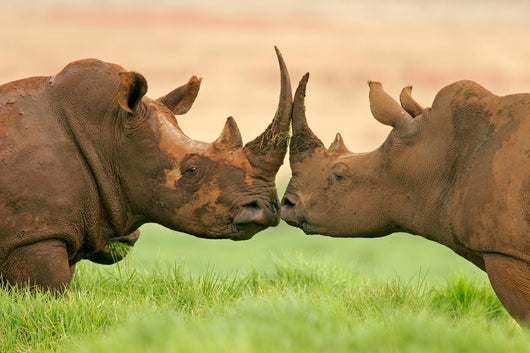 White Rhinoceros Wall Decal