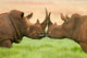 White Rhinoceros Wall Decal