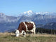 Montbeliarde Cow Wall Decal