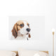 Head Tricolor Beagle Dog Wall Decal
