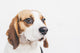 Head Tricolor Beagle Dog Wall Decal
