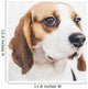 Head Tricolor Beagle Dog Wall Decal