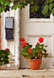 Geraniums Doorway Wall Decal