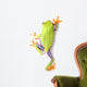 Red-eyed Tree Frog Wall Decal