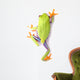 Red-eyed Tree Frog Wall Decal