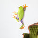 Red-eyed Tree Frog Wall Decal