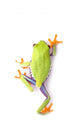 Red-eyed Tree Frog Wall Decal