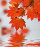 Wine Maple Leaf Abstract Wall Decal