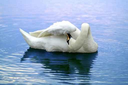 When Maintaining Swan Wall Decal