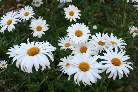 Field Daisies Wall Decal