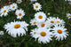 Field Daisies Wall Decal