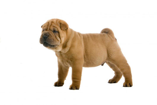Chinese Shar-pei Puppy Wall Decal
