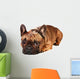 Sad French Bulldog Wall Decal