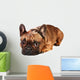 Sad French Bulldog Wall Decal