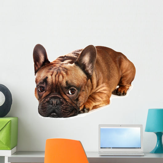 Sad French Bulldog Wall Decal