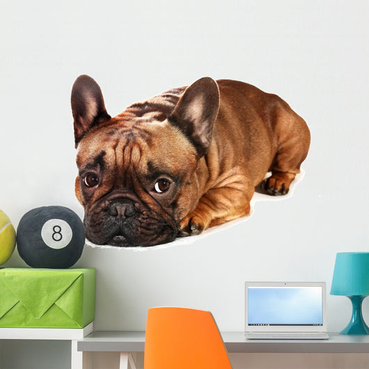 Sad French Bulldog Wall Decal