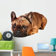 Sad French Bulldog Wall Decal
