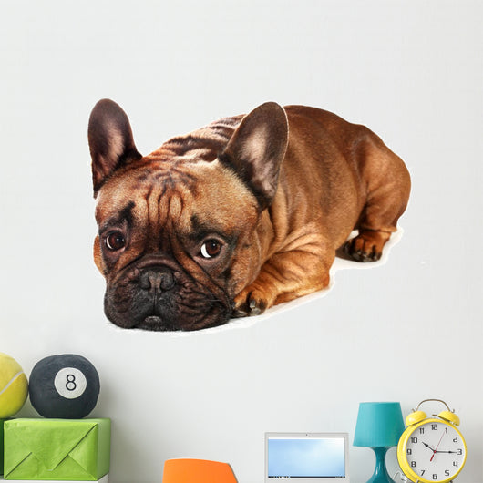 Sad French Bulldog Wall Decal