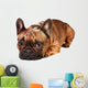 Sad French Bulldog Wall Decal