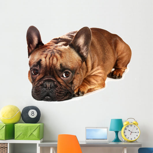 Sad French Bulldog Wall Decal
