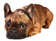 Sad French Bulldog Wall Decal