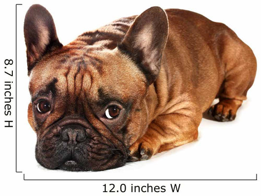 Sad French Bulldog Wall Decal