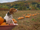 Beagle Pumpkin Fiel Wall Decal