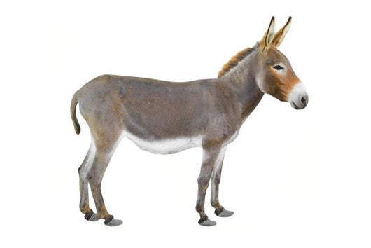 Donkey Wall Decal