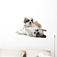Shih Tzu Puppy Wall Decal