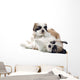 Shih Tzu Puppy Wall Decal