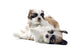 Shih Tzu Puppy Wall Decal