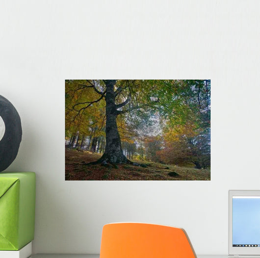 Fall Forest Wall Decal