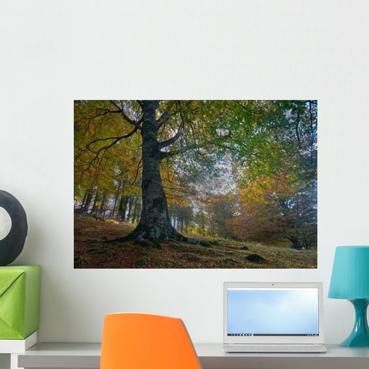 Fall Forest Wall Decal