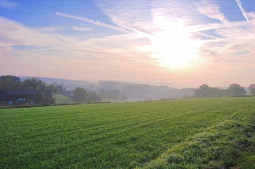 Early Morning Sunrise Meadow Wall Decal