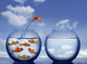 Goldfish Jumping out Water Wall Decal