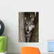 Canis Lupus Wolf Wall Decal