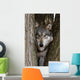 Canis Lupus Wolf Wall Decal