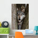 Canis Lupus Wolf Wall Decal