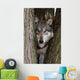 Canis Lupus Wolf Wall Decal