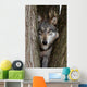 Canis Lupus Wolf Wall Decal