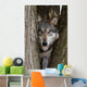 Canis Lupus Wolf Wall Decal