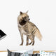 Striped Hyena Front White Wall Decal