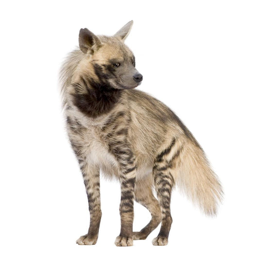 Striped Hyena Front White Wall Decal