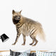 Striped Hyena Wall Decal