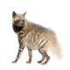 Striped Hyena Wall Decal