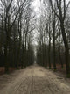 Forrest Winter Wall Decal